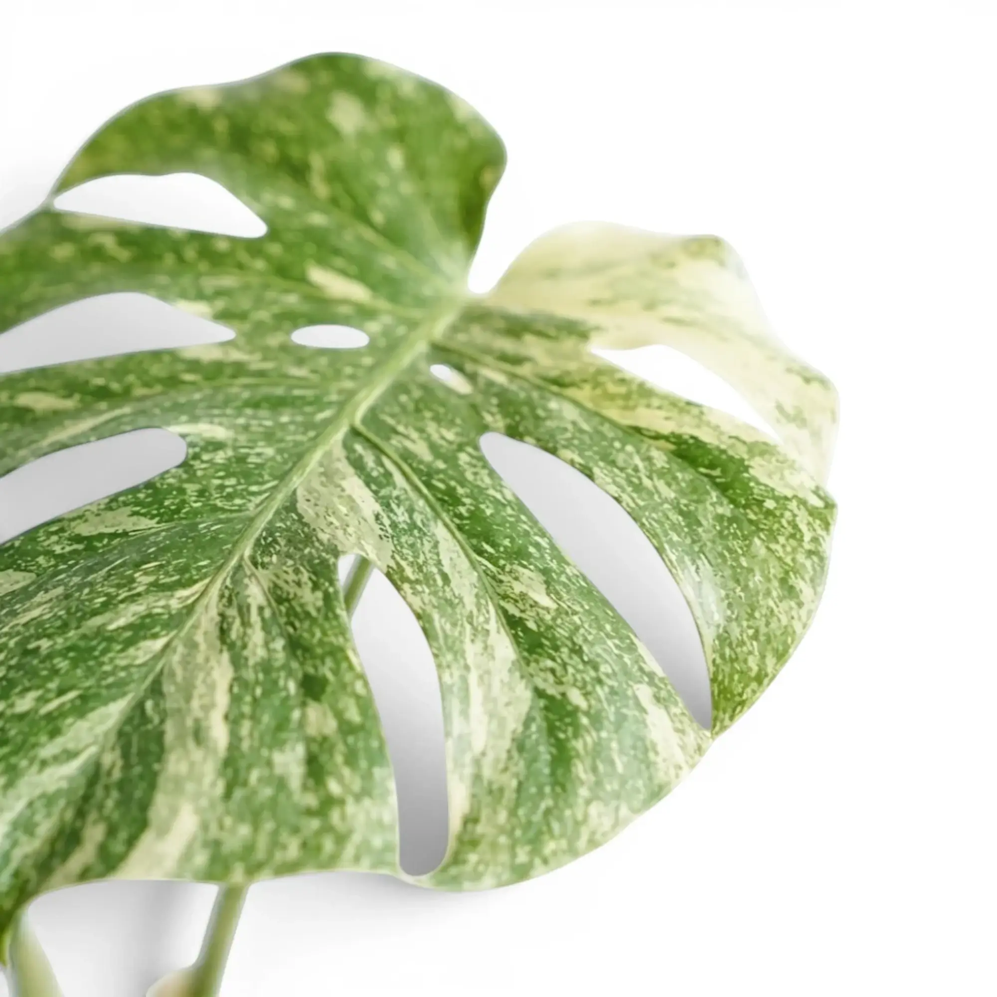 Monstera ‘Green Snow’ fenestrated leaf with a broad cream sector and mint marbling.