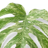 Monstera ‘Green Snow’ leaf with inner fenestrations and dense pale green speckling.