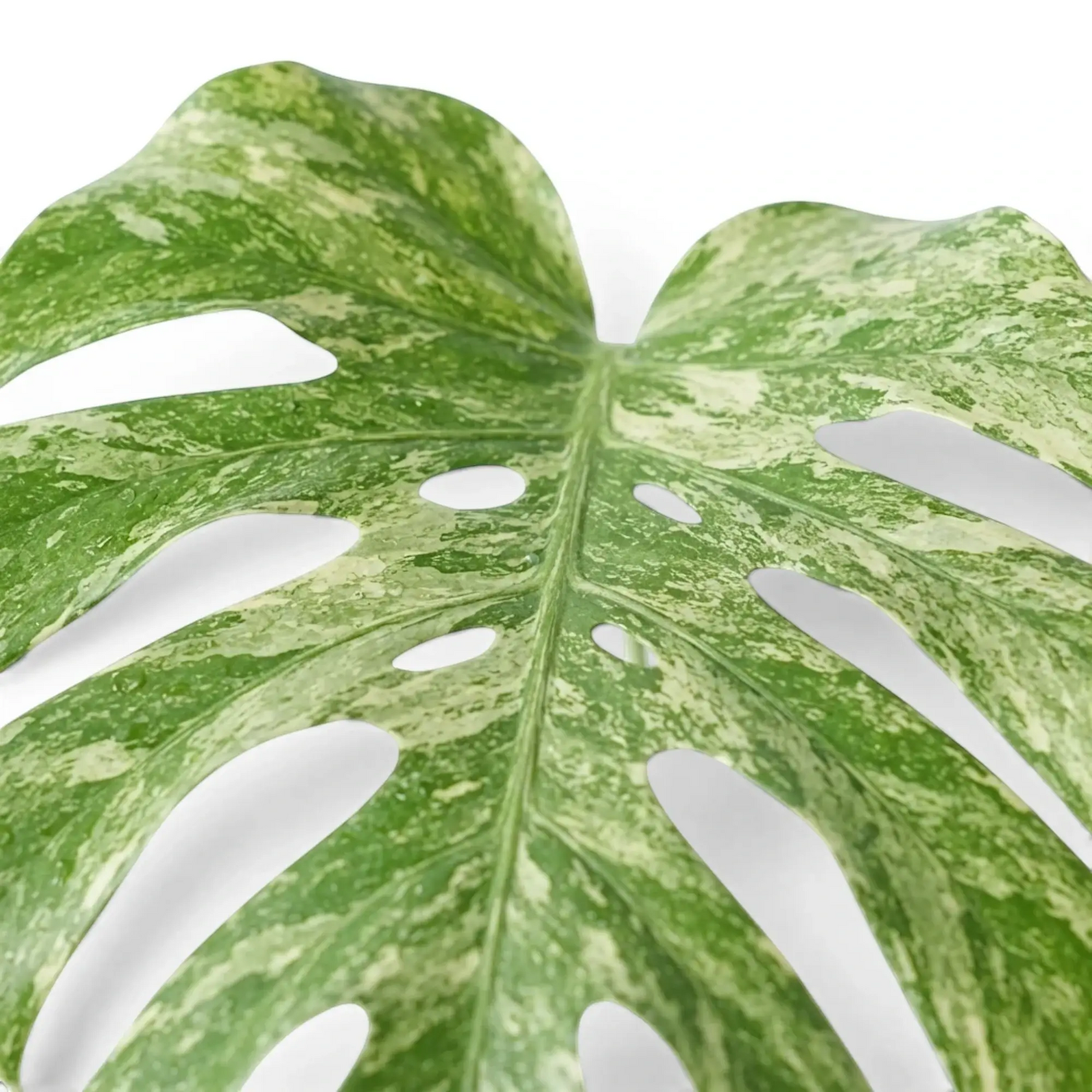 Monstera ‘Green Snow’ leaf with inner fenestrations and dense pale green speckling.