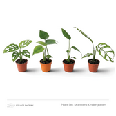 Monstera Kindergarten plant set with four young Monsteras lined up in nursery pots