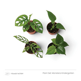 Four young Monsteras with a mix of solid and fenestrated green leaves viewed from above