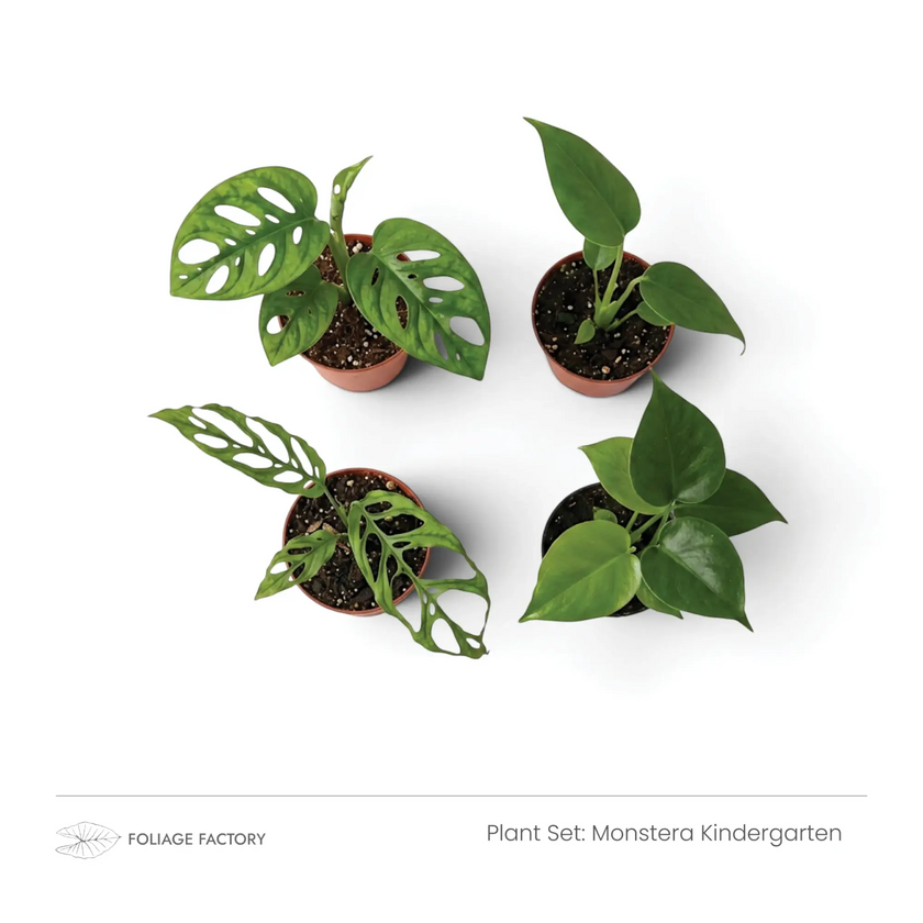 Four young Monsteras with a mix of solid and fenestrated green leaves viewed from above