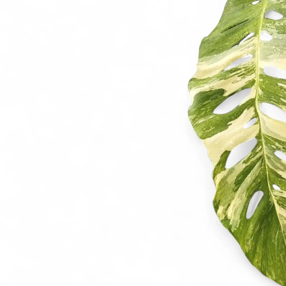 Monstera lechleriana Variegata | Fenestrated Aroid – Foliage Factory