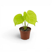 Monstera Lemon Lime baby plant with lime-green leaves in a nursery pot.