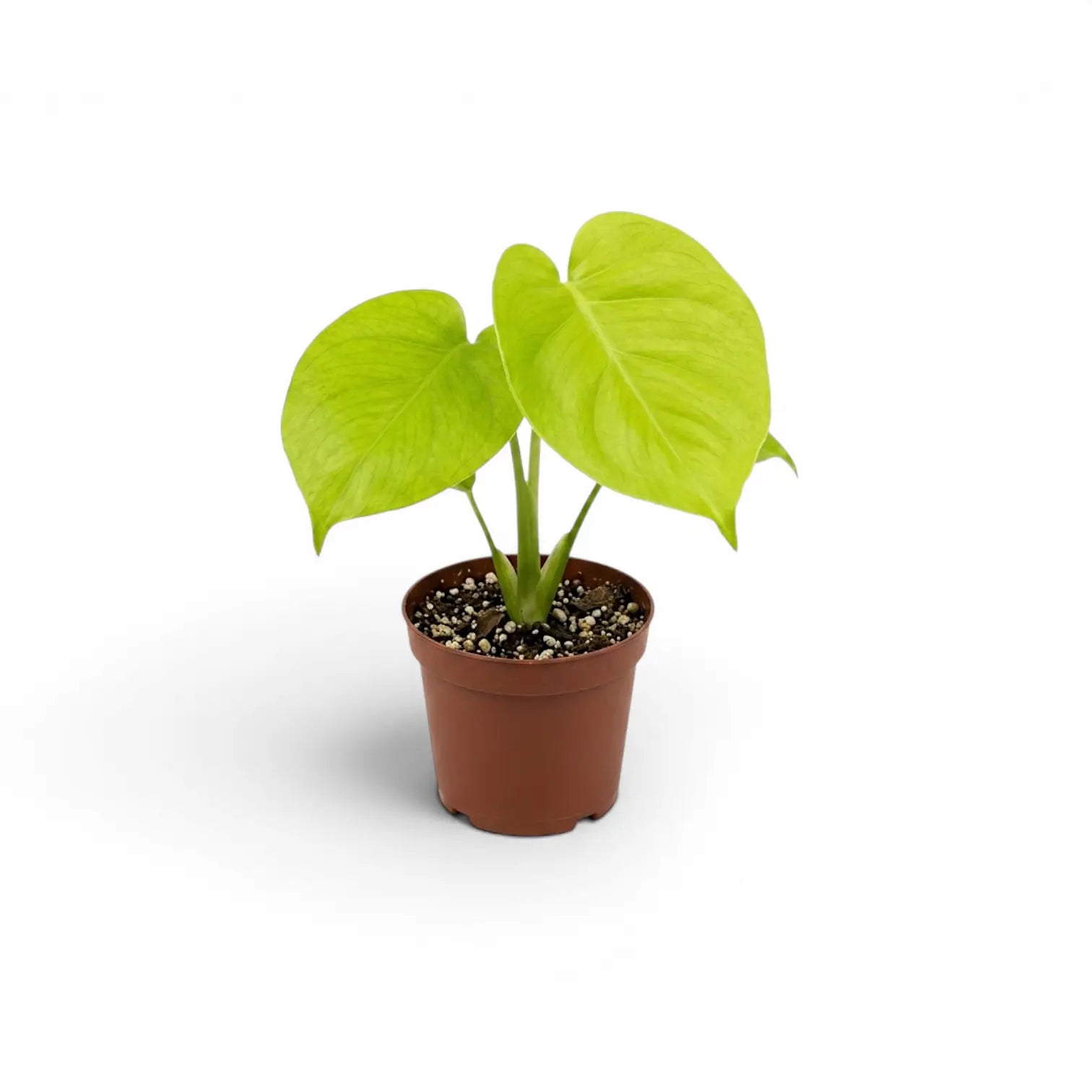 Monstera Lemon Lime baby plant with lime-green leaves in a nursery pot.