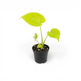 Monstera Lemon Lime baby plant with lime-green leaves in a nursery pot.