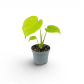 Monstera Lemon Lime baby plant with lime-green leaves in a nursery pot.