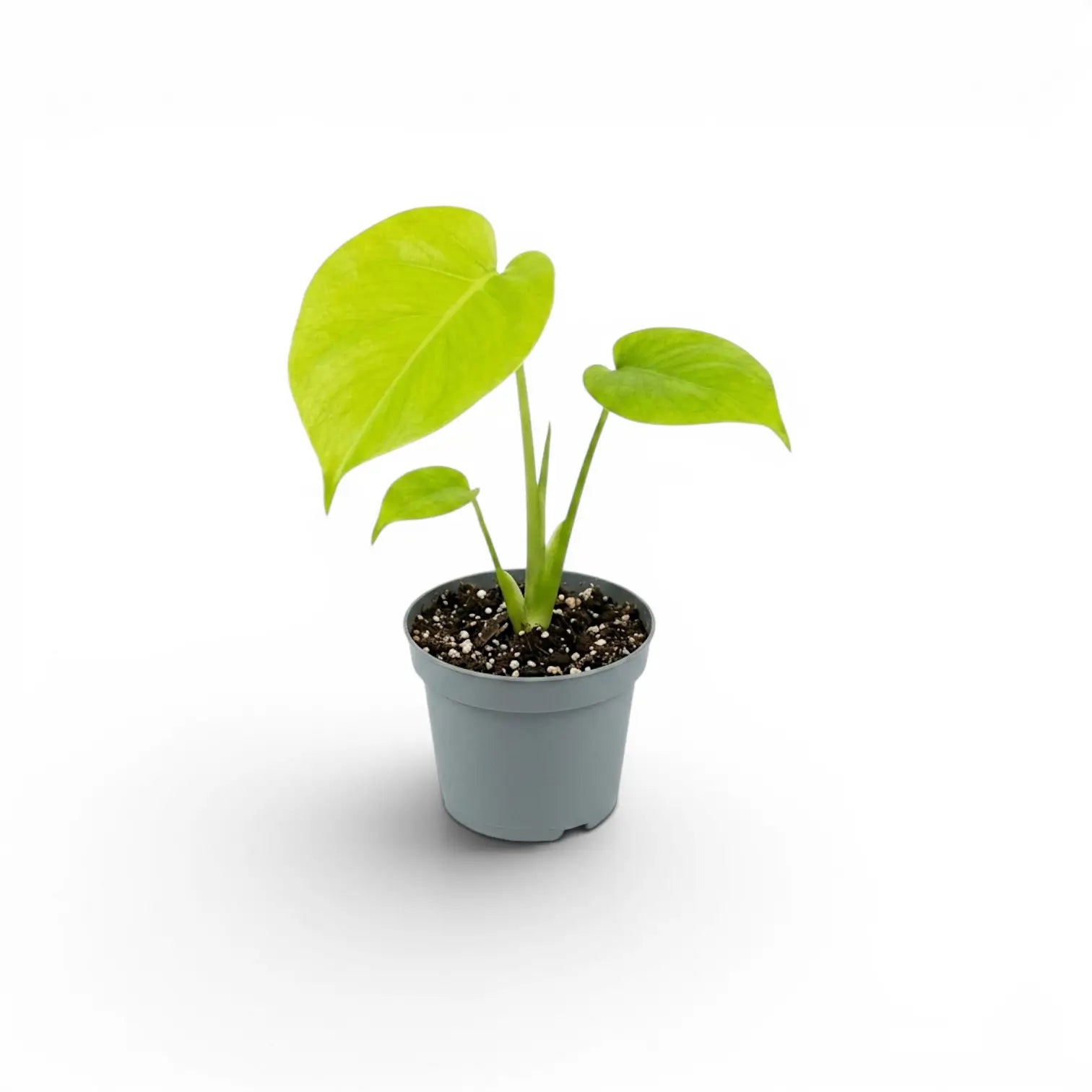 Monstera Lemon Lime baby plant with lime-green leaves in a nursery pot.