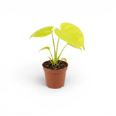 Monstera Lemon Lime baby plant with lime-green leaves in a nursery pot.