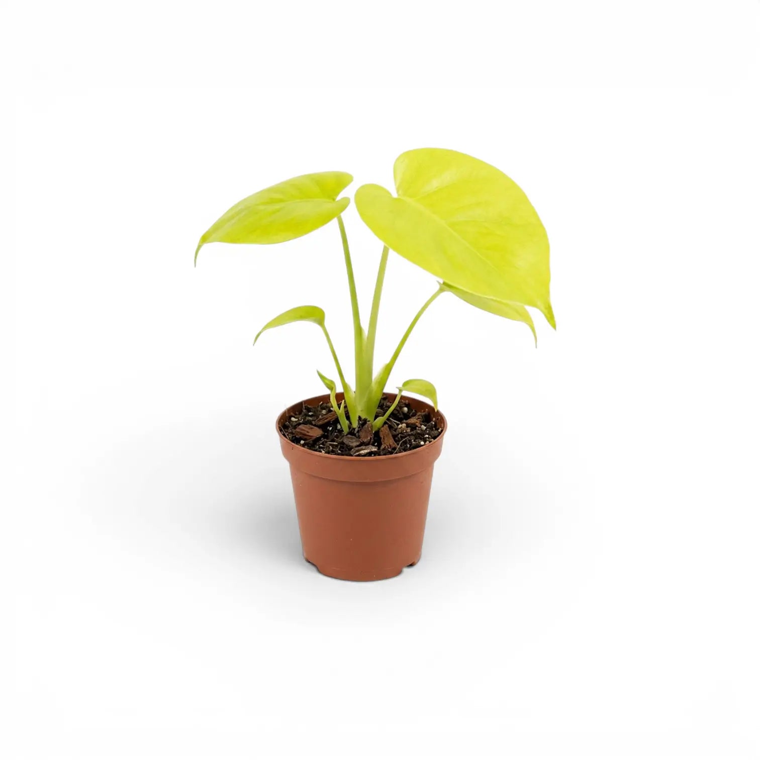 Monstera Lemon Lime baby plant with lime-green leaves in a nursery pot.
