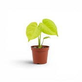 Monstera Lemon Lime baby plant with lime-green leaves in a nursery pot.