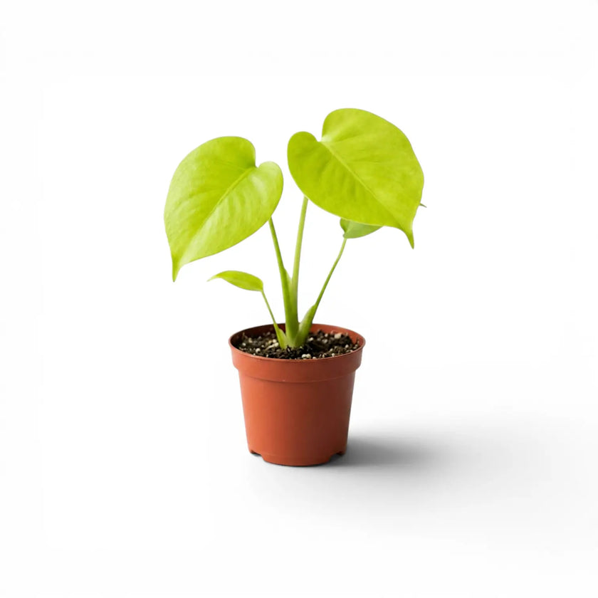 Monstera Lemon Lime baby plant with lime-green leaves in a nursery pot.