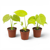 Monstera Lemon Lime baby plant with lime-green leaves in a nursery pot.