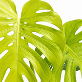 Monstera Lemon Lime foliage close-up with lime-green variegated leaves.