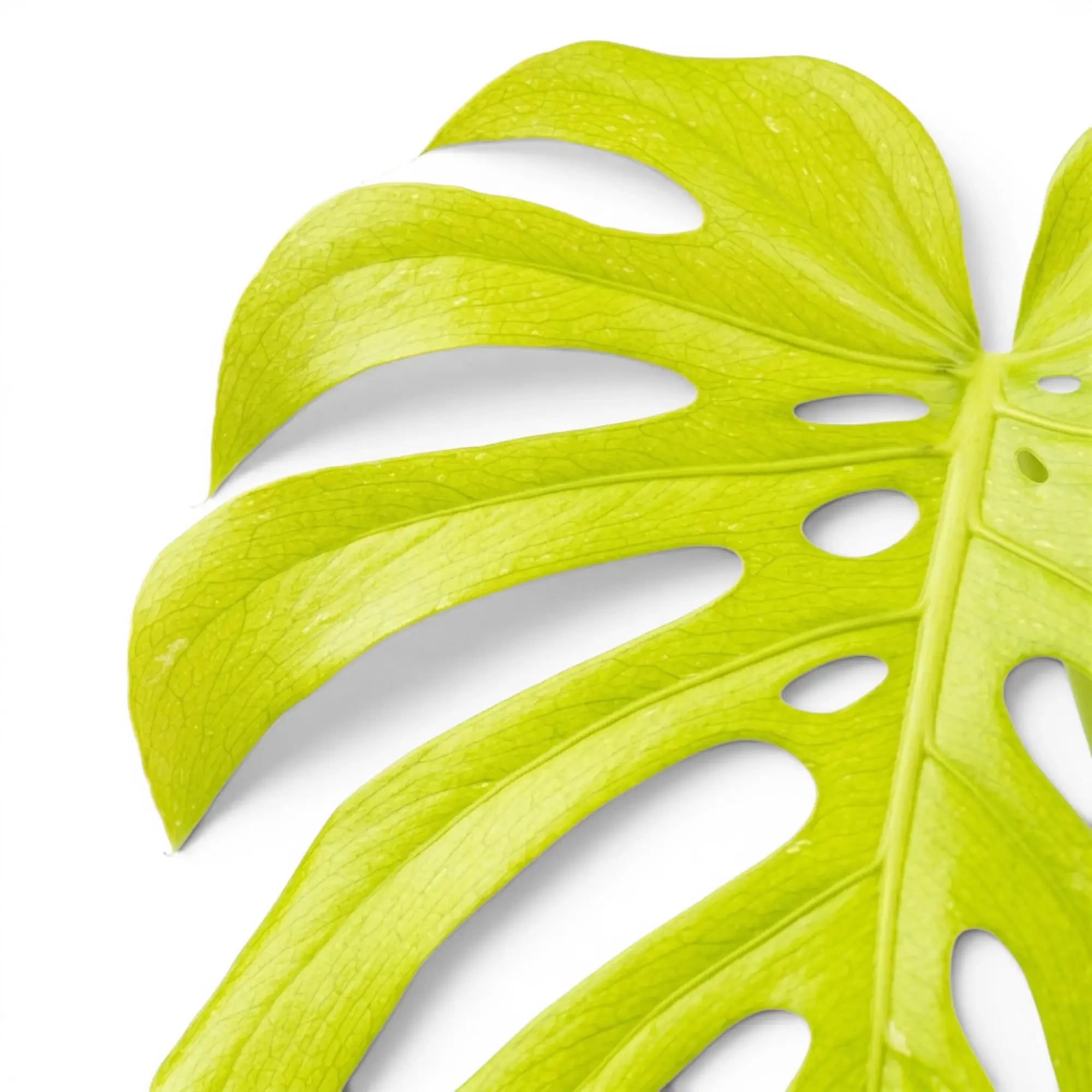 Lemon Lime Monstera a all LLC YO015Monstera Lemon Lime Full