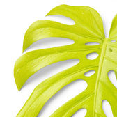 Monstera Lemon Lime foliage close-up with lime-green variegated leaves.