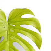 Monstera Lemon Lime foliage close-up with lime-green variegated leaves.
