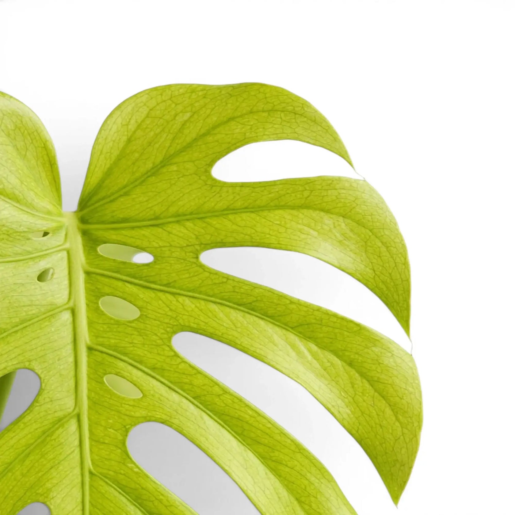 Monstera Lemon Lime foliage close-up with lime-green variegated leaves.