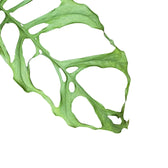 Nahaufnahme eines Blatts von Monstera obliqua (Peru) vor weißem Hintergrund.