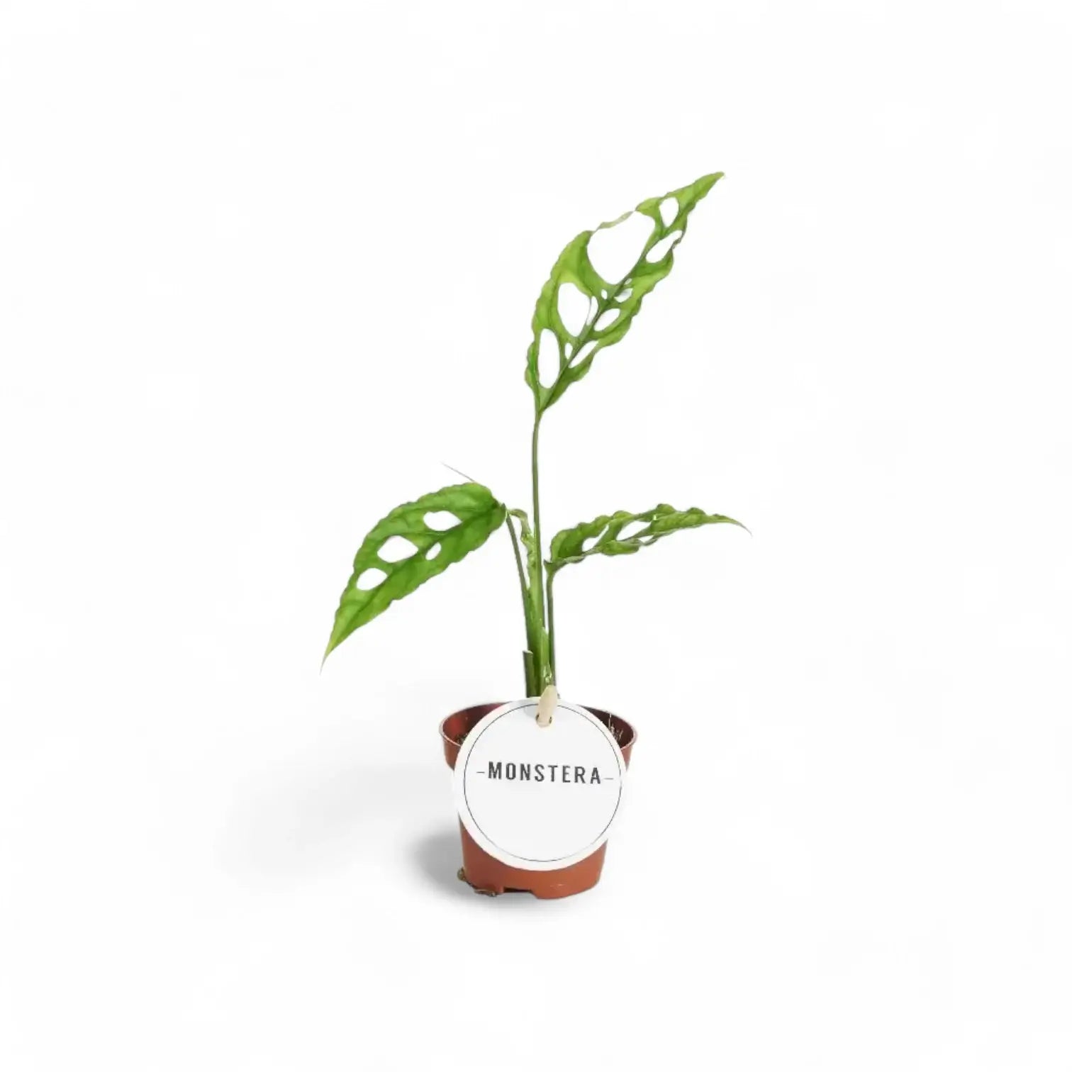Monstera obliqua (Peru) – Zimmerpflanze im Kulturtopf auf weißem Hintergrund, Produktfoto 10.