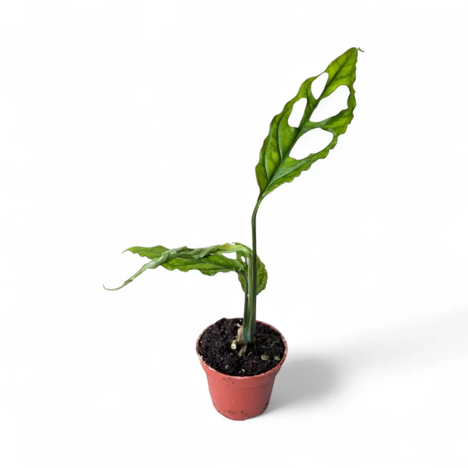 Monstera obliqua (Peru) – Zimmerpflanze im Kulturtopf auf weißem Hintergrund, Produktfoto 4.