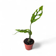 Monstera obliqua (Peru) – Zimmerpflanze im Kulturtopf auf weißem Hintergrund, Produktfoto 4.