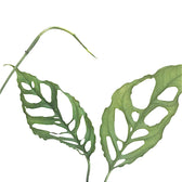 Monstera obliqua (Peru) – Zimmerpflanze im Kulturtopf auf weißem Hintergrund, Produktfoto 6.