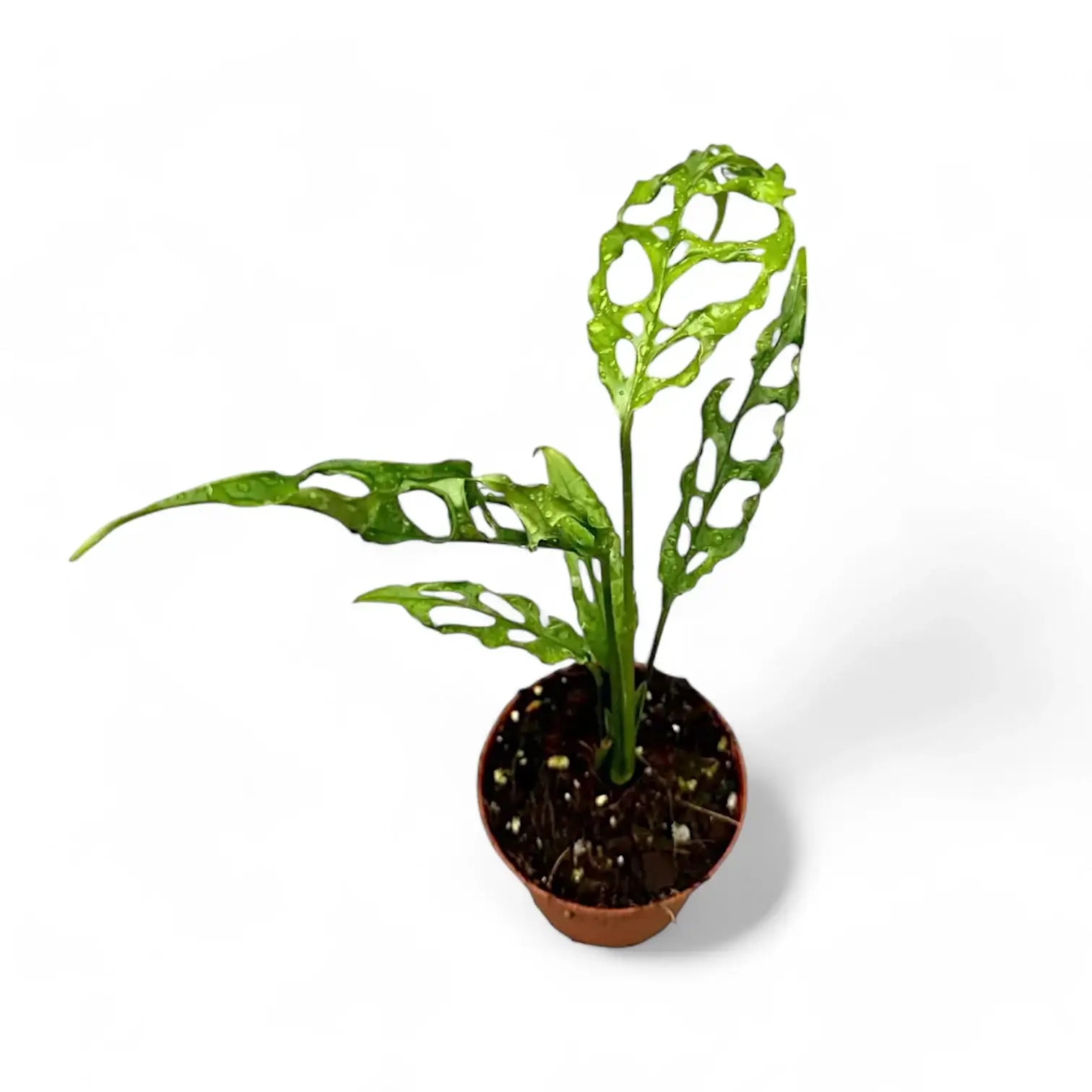 Monstera obliqua (Peru) – Zimmerpflanze im Kulturtopf auf weißem Hintergrund, Produktfoto 7.
