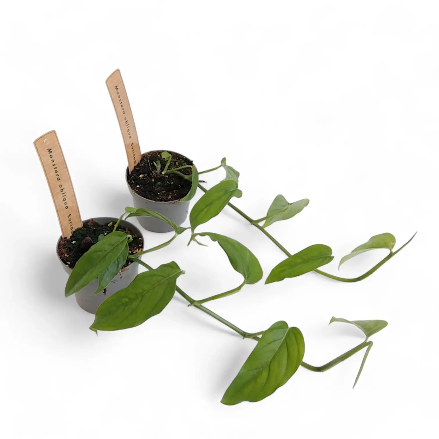 Monstera obliqua (Suriname) potted plant in nursery pot on white background.