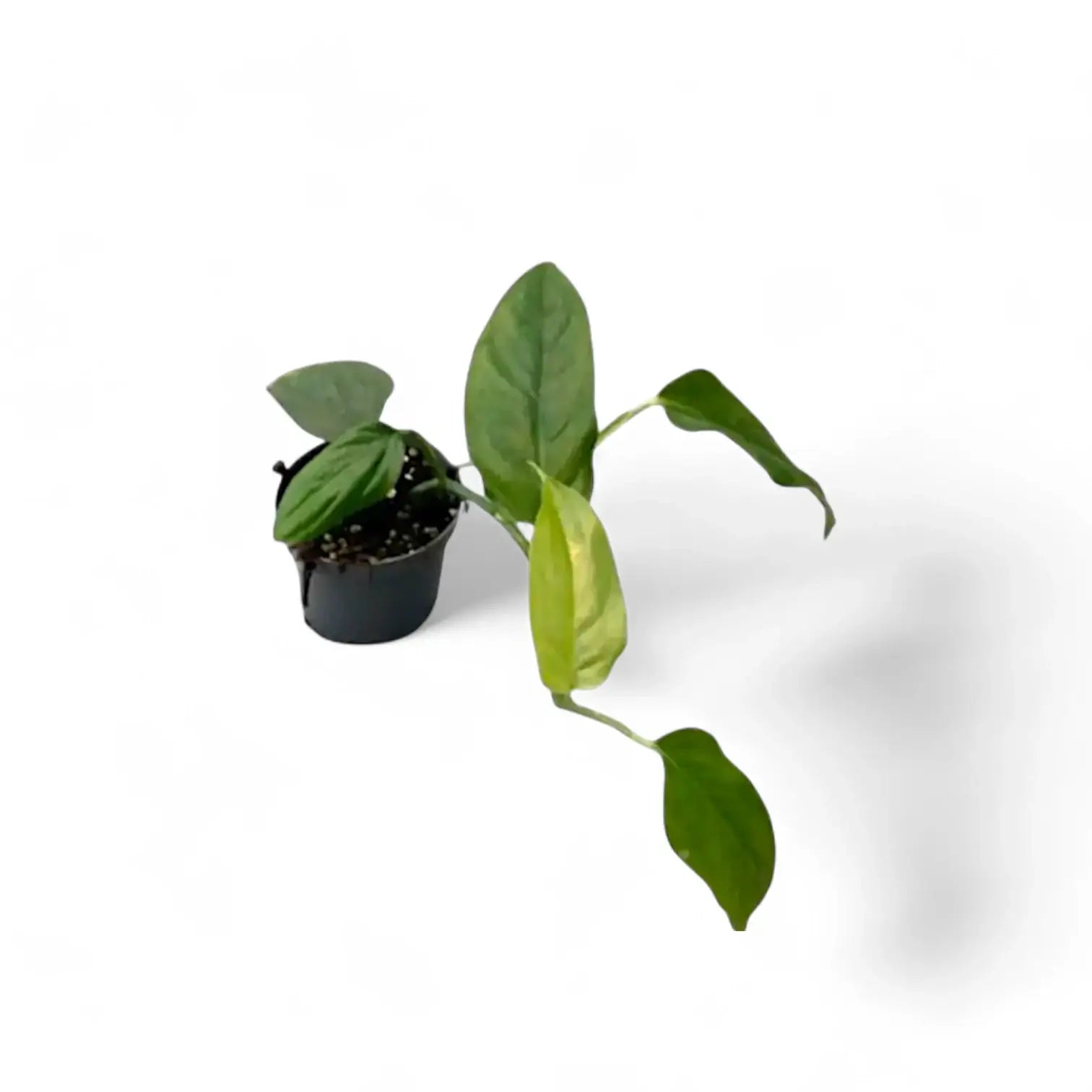 Monstera obliqua (Suriname) potted plant in nursery pot on white background.