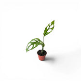 Monstera obliqua Peru baby plant in a nursery pot on white background