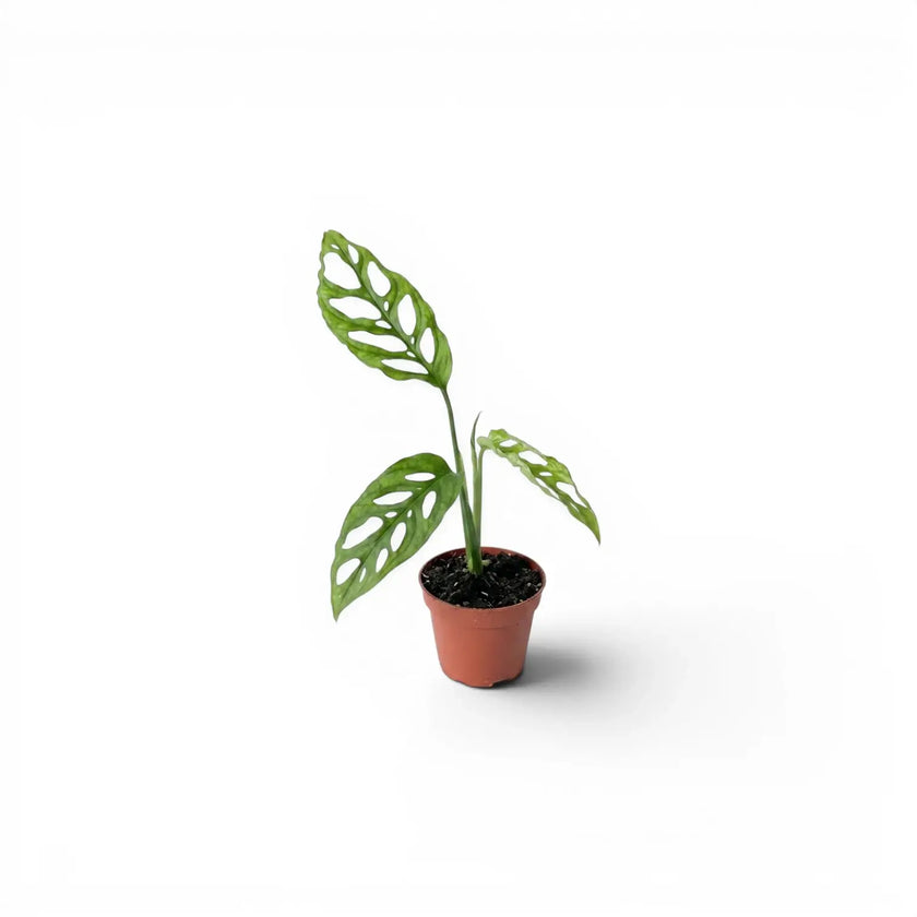 Monstera obliqua Peru baby plant in a nursery pot on white background