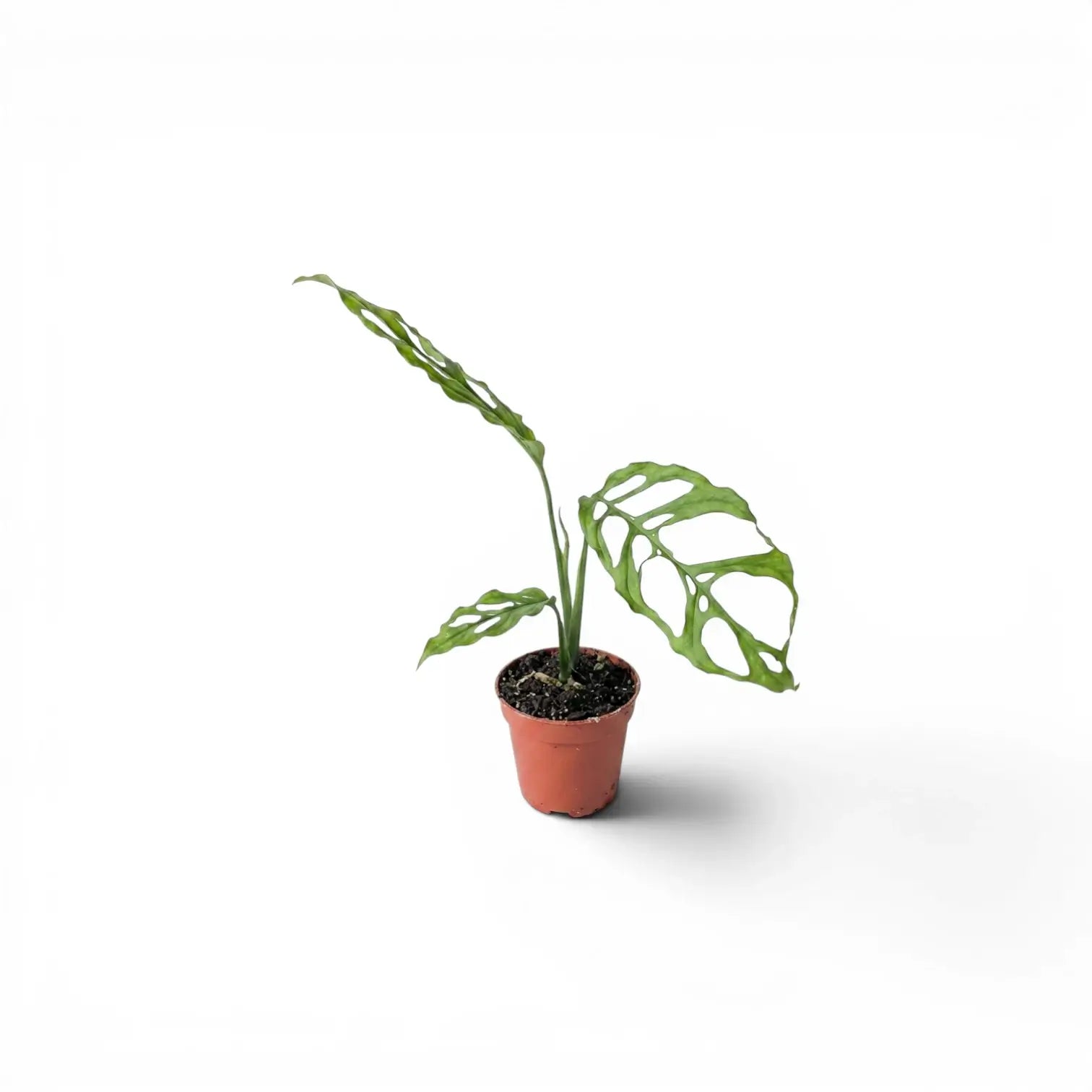 Monstera obliqua Peru baby plant in a nursery pot on white background