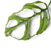 Close-up of Monstera obliqua Peru leaves with large fenestrations on white background