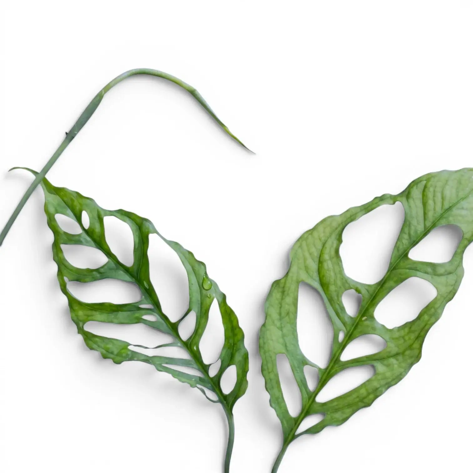 Close-up of Monstera obliqua Peru leaves with large fenestrations on white background