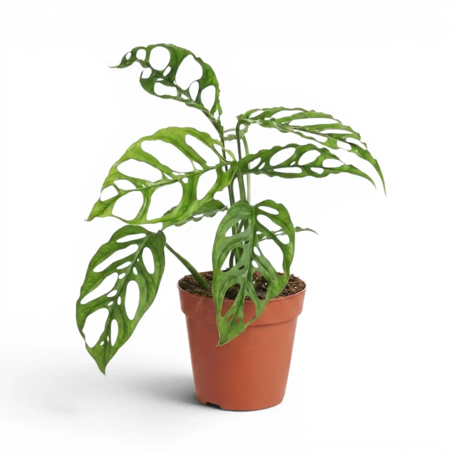 Monstera obliqua Peru medium-sized plant in a nursery pot on white background