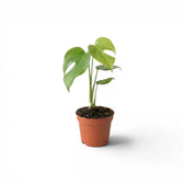 Monstera sierrana baby plant with glossy green leaves and an early split in a terracotta nursery pot.