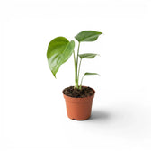 Monstera sierrana baby plant with three upright green leaves in a terracotta nursery pot.