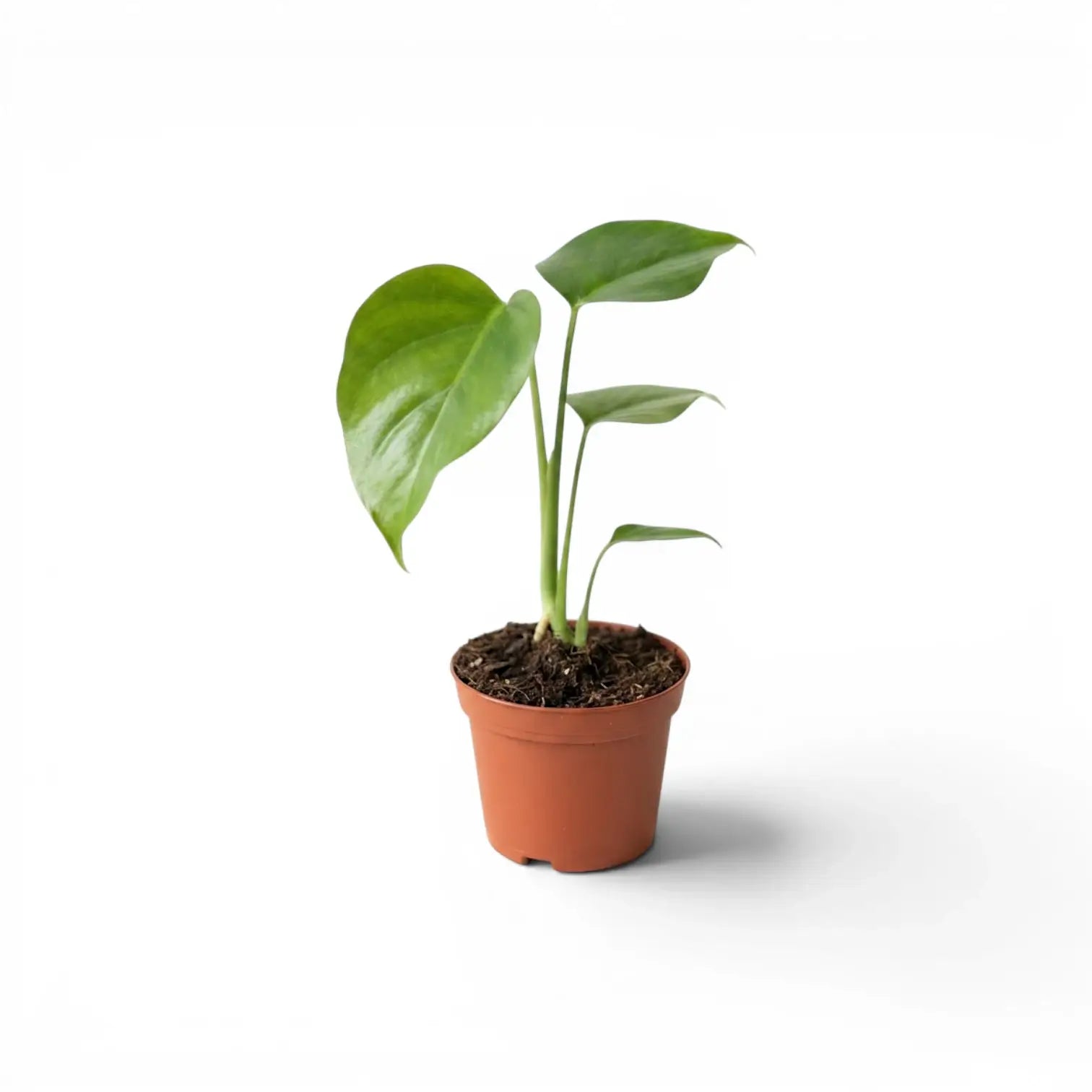 Monstera sierrana baby plant with three upright green leaves in a terracotta nursery pot.