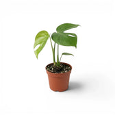 Monstera sierrana baby plant with a newly divided leaf in a terracotta nursery pot.