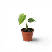 Monstera sierrana baby plant with two juvenile heart-shaped leaves in a terracotta nursery pot.