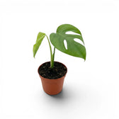 Monstera sierrana baby plant with one fenestrated leaf and fresh green growth in a terracotta nursery pot.