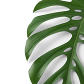 Monstera sierrana leaf with deep divisions and a row of inner fenestrations.