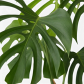 Overlapping Monstera sierrana leaves with narrow lobes and multiple fenestrations.