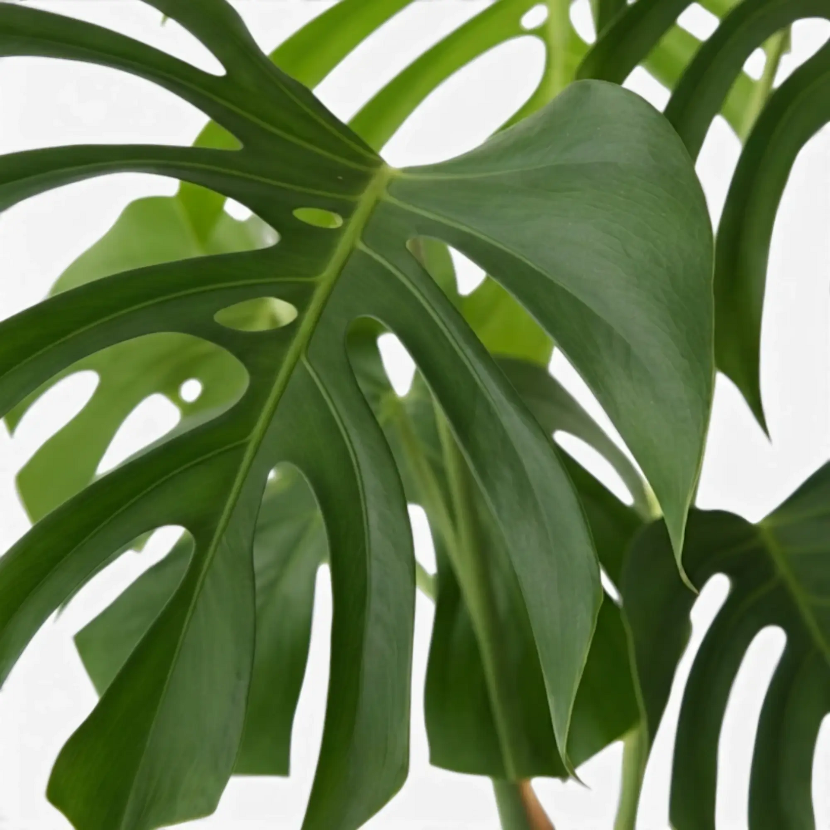 Overlapping Monstera sierrana leaves with narrow lobes and multiple fenestrations.