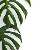 Monstera sierrana foliage with elongated lobes and clean oval fenestrations.