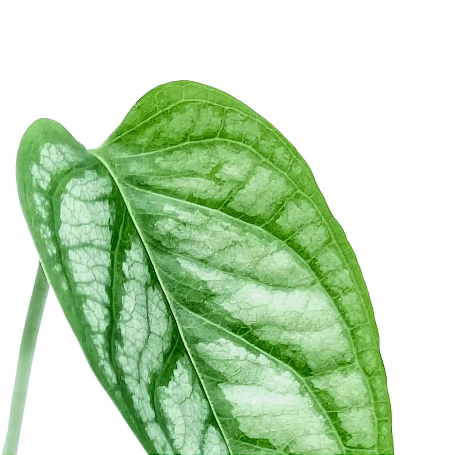 Monstera siltepecana – Blattdetail vor weißem Hintergrund..
