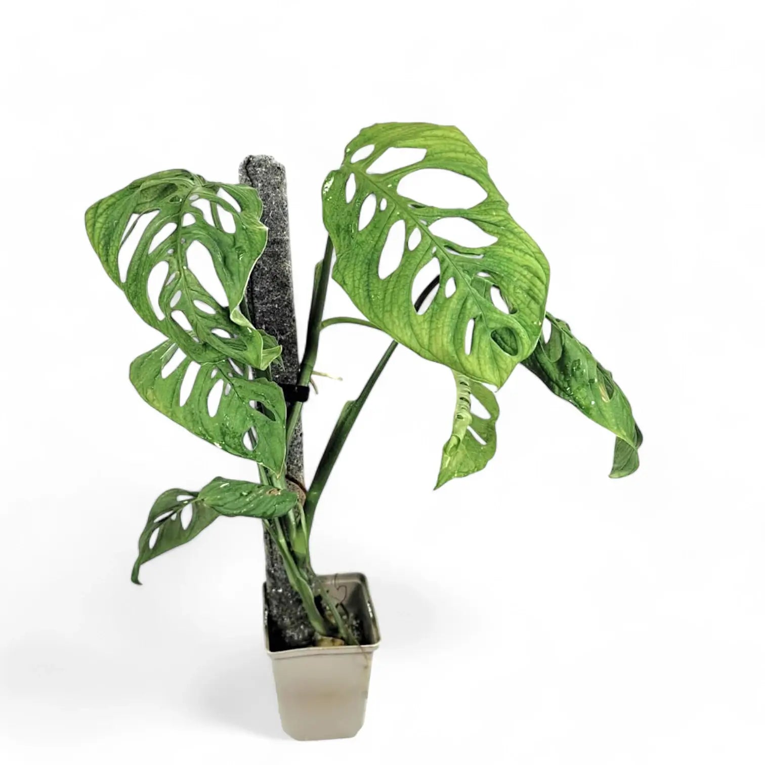Monstera sp. potted plant in nursery pot on white background.