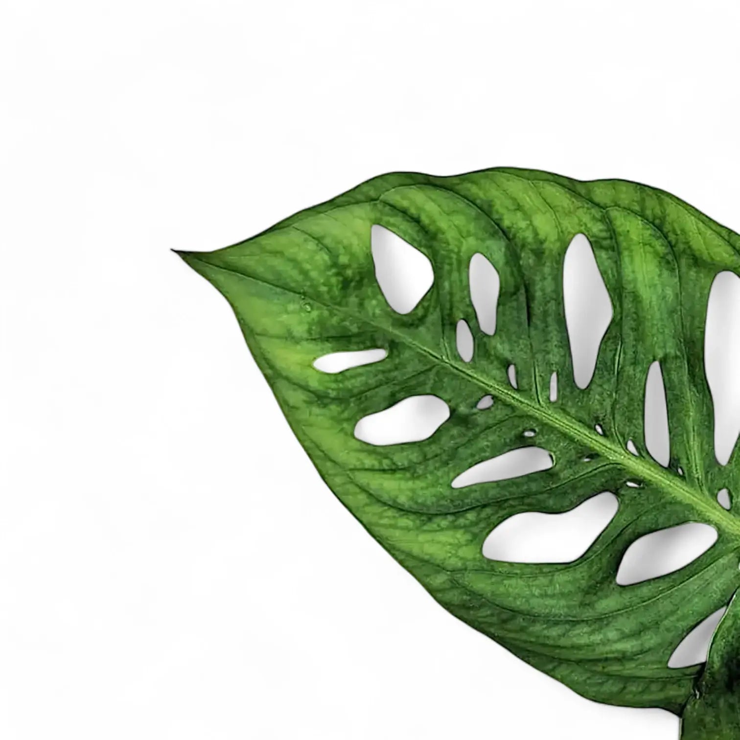 Monstera sp. potted plant in nursery pot on white background.