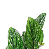 Monstera sp. Peru ('Karstenianum') – Blattdetail vor weißem Hintergrund..